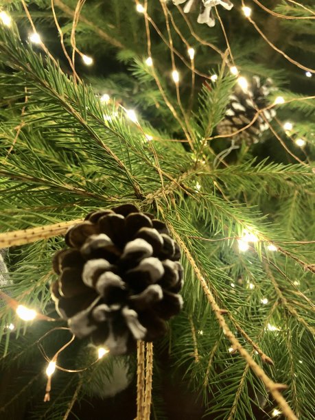 圣诞树图片下载