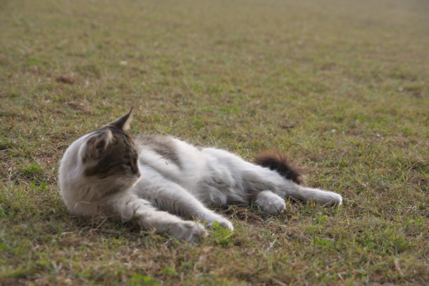 随机点击图片下载