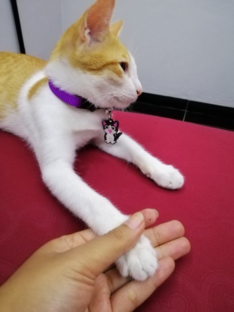 持有的猫爪图片下载