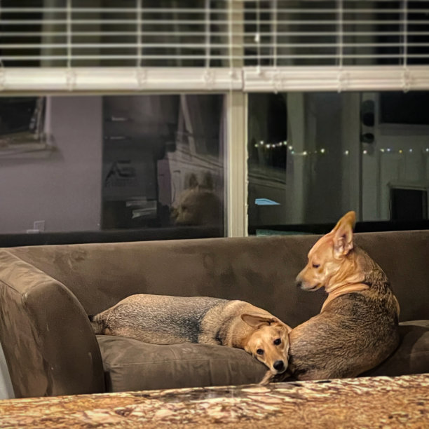 小狗在沙发上图片下载