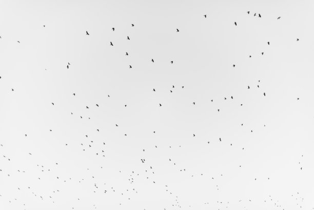 在保加利亚的普罗夫迪夫，一群候鸟在白色背景下孤立地迁徙图片下载