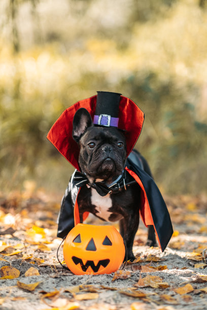 穿着德古拉服装的斗牛犬。万圣节的吸血鬼。图片下载