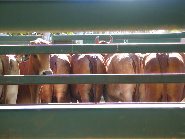 围栏里的牛图片下载