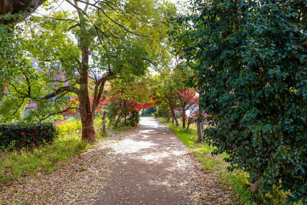 公园里被绿树环绕的小路图片下载