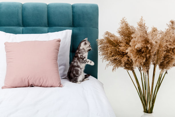 小猫在床上折叠图片下载