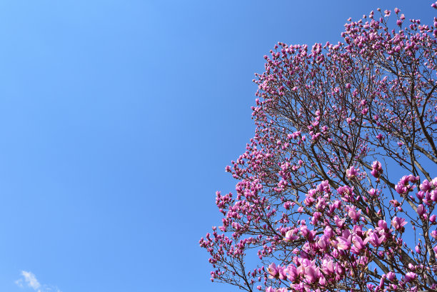 玉兰花，粉红色的花在春天图片下载