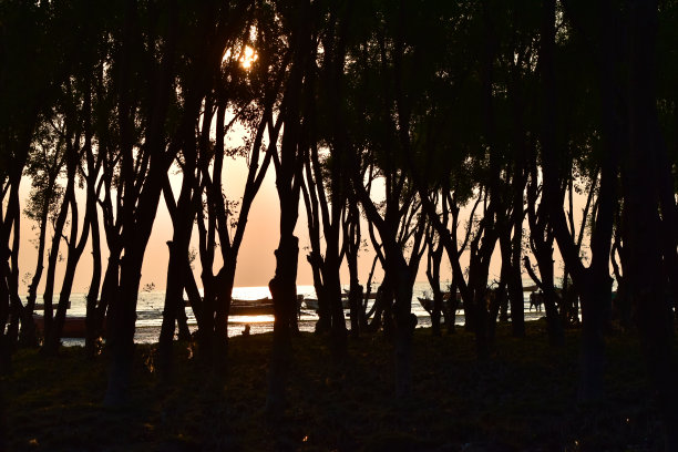 传统的树木周围的海滩地区独特的照片图片下载