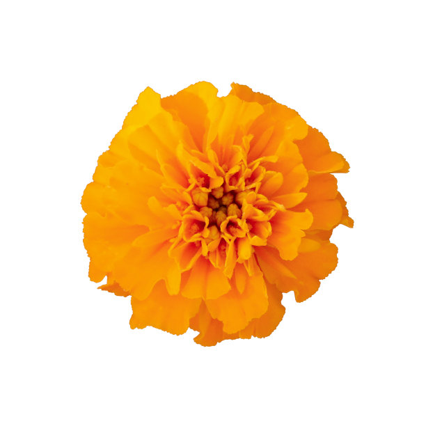 橘色金盏花的剪影照片。图片下载