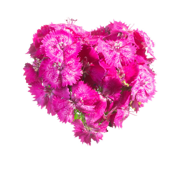 心形的土耳其康乃馨(石竹)花序孤立在白色上图片下载