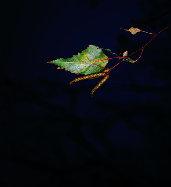 夏天有柳絮的桦树枝(桦树属)。一个黑色背景的特写。图片下载