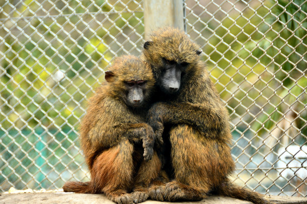 猴子们互相依偎着图片下载