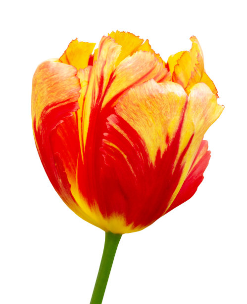 明亮的红黄色郁金香孤立在白色上图片下载