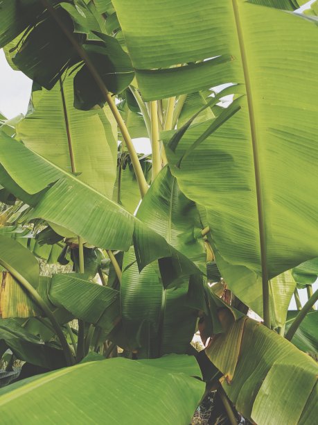 热带香蕉树的形象。图片下载