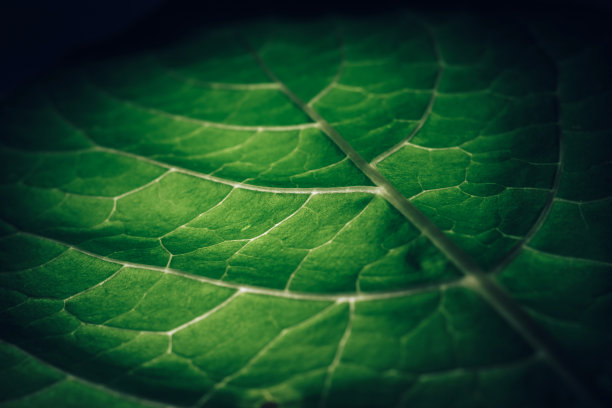 美丽的叶子上的黑色图案背景纹理为设计。微距摄影的看法。图片下载