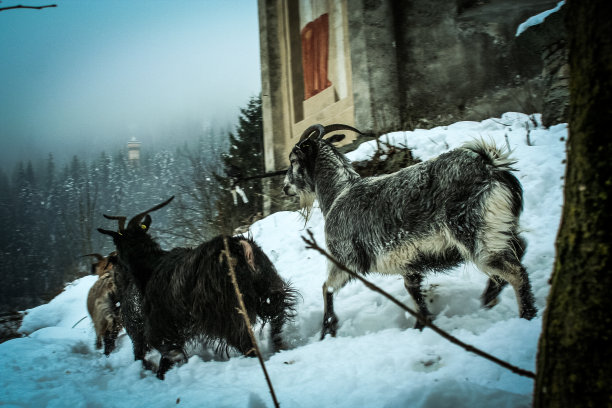 意大利冬季阿尔卑斯山山区的开士米山羊图片下载