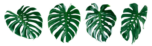 大叶怪兽，热带丛林树叶设计图案，瑞士奶酪植物，孤立在白色的背景图片下载