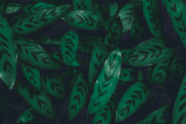 热带树叶，抽象的绿叶纹理，自然背景图片下载