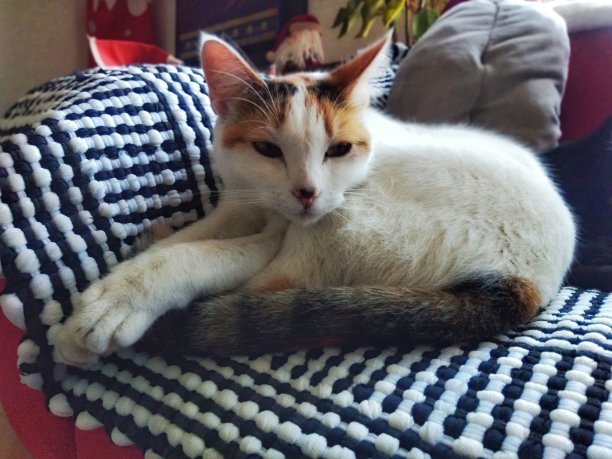 慵懒的下午图片下载