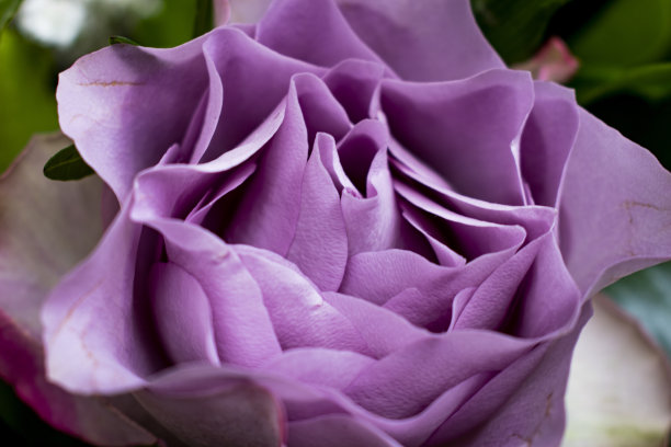 紫色的玫瑰图片下载