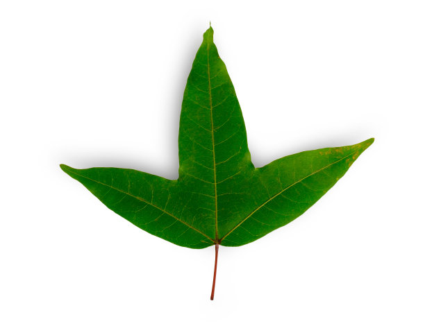 天然绿枫叶图片下载