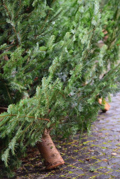 用过的圣诞树的细节，在圣诞节后放在鹅卵石上收集图片下载