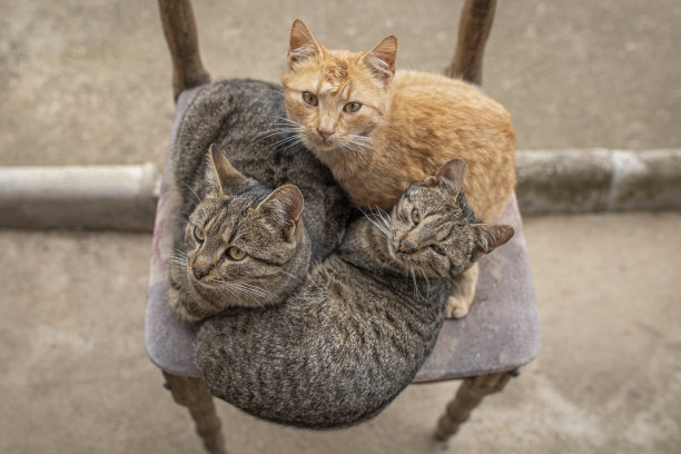 三只不同颜色的猫在椅子上图片下载