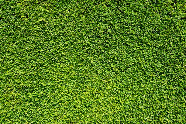 抽象绿叶自然墙图片下载