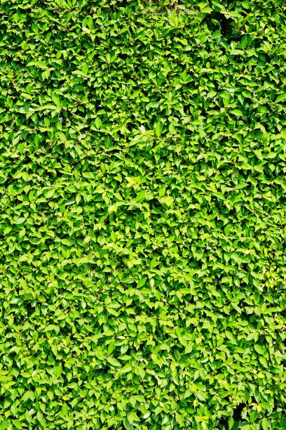 美丽的绿叶在自然中图片下载