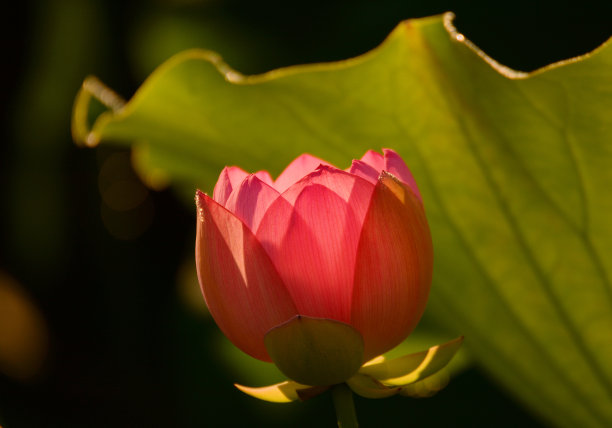 盛开的荷花图片下载