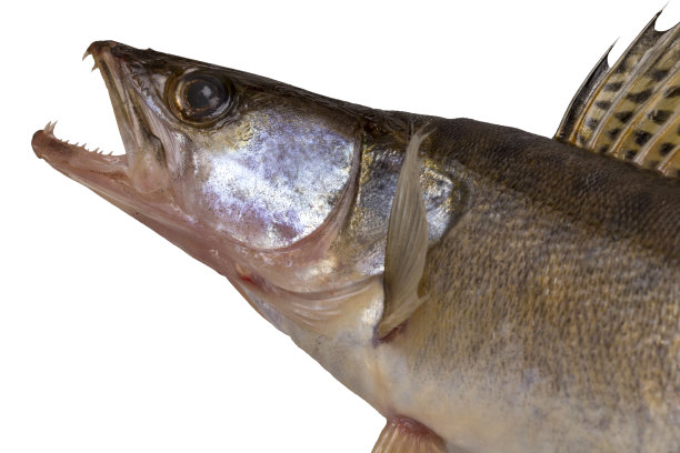 梭子鱼栖息。图片下载