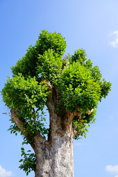 在多云的蓝天上剪下大树枝的叶子图片下载