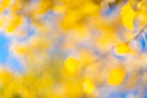 秋天银杏叶图片下载