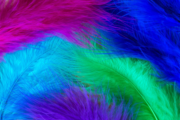 装饰性冷色鸟类羽毛，水平近观图片下载