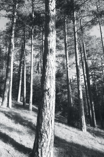 冬季森林，自然背景图片下载