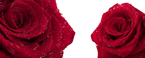 红玫瑰花蕾与露珠在日光与不同的计划，在白色的背景，微距摄影图片下载