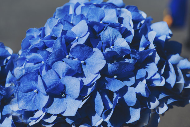 1蓝色绣球花在一个晴朗的日子图片下载