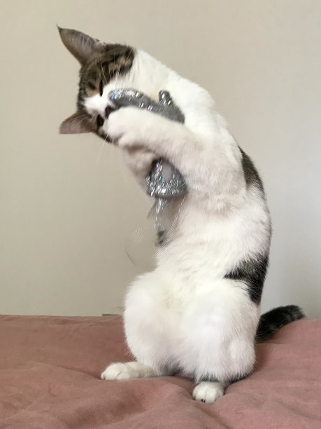 穿靴子的猫图片下载