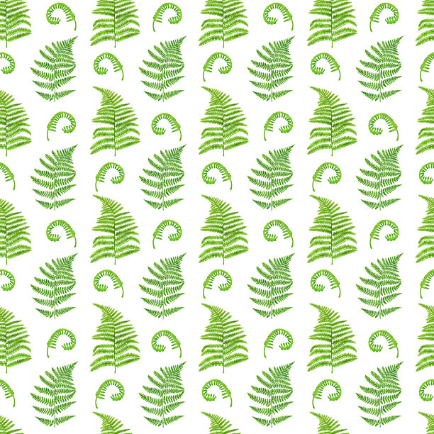 水彩绿蕨叶无缝图案。手绘森林植物水龙脚蕨纹理孤立在白色背景上。现实插图装饰，邀请，纺织，包装图片下载