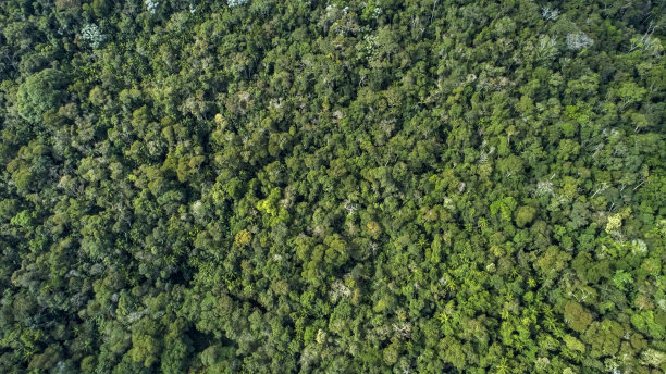 森林摄于Vargem Alta, Espirito Santo。巴西东南部。图片下载