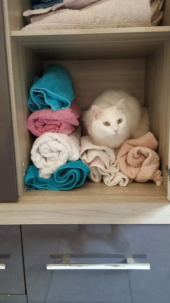 衣橱里的猫图片下载