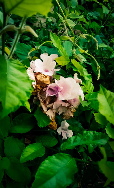 粉红色的花灌木图片下载