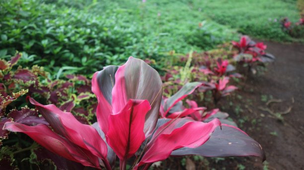 红色的植物图片下载