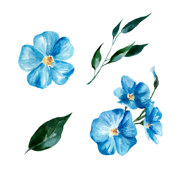 白色背景上的蓝色亚麻花。图片下载