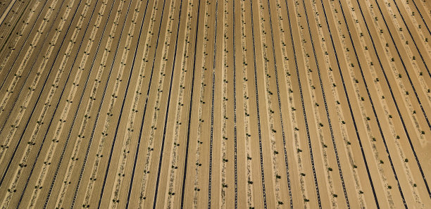 耕地中，灌木都种在赭色的土壤上并画线。2019年5月13日在法国博尼约图片下载