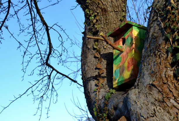 在一棵有树枝的树上，有一个木制的鸟笼，系在一棵军用迷彩服颜色的树上。椋鸟在这个绿色的巢里筑巢，非常快乐。图片下载