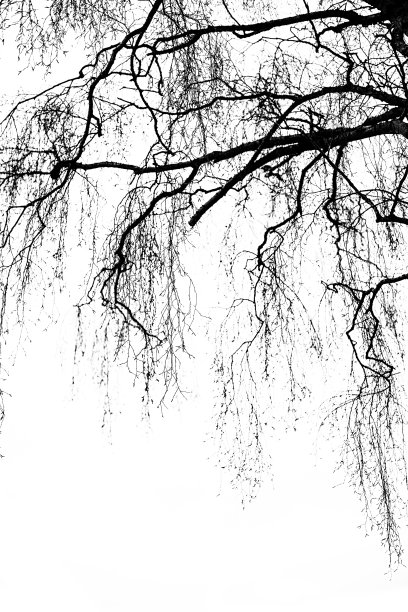 树的轮廓图片下载