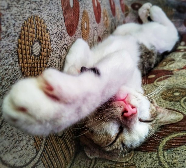 睡觉的猫图片下载