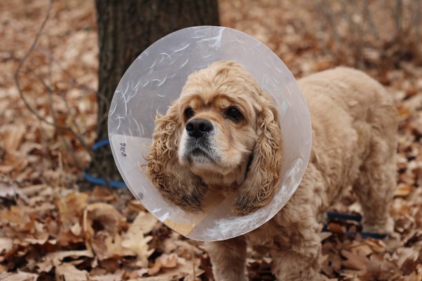 戴着兽医项圈的狗图片下载