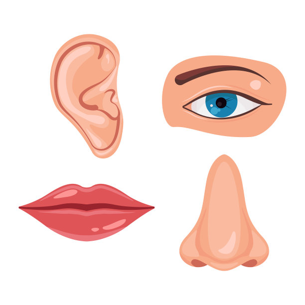 人的面部部位或感觉器官设鼻耳图片下载