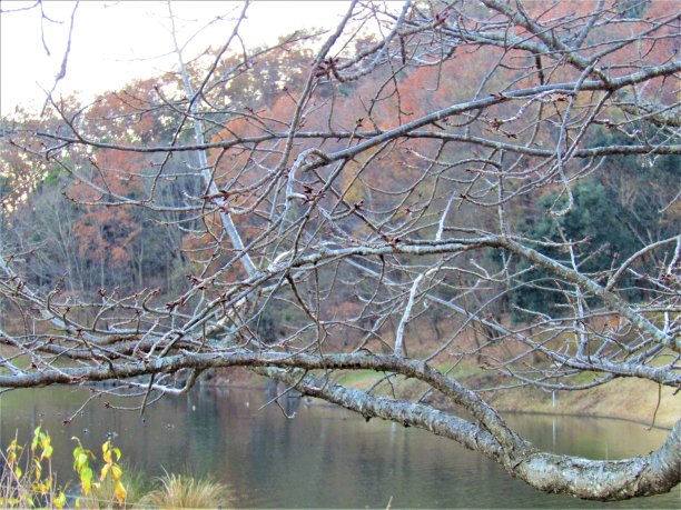 日本。12月。色彩柔和的秋天。图片下载